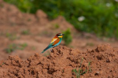 colourful bird watching around on the ground, European Bee-eater, Merops apiaster