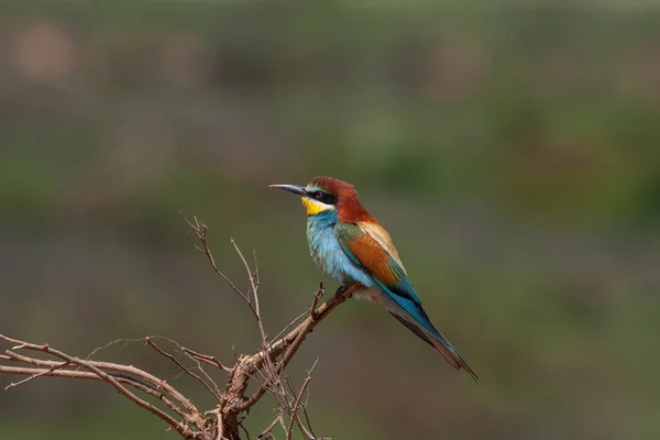 colourful bird watching around on the wood, European Bee-eater, Merops apiaster