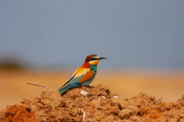 colourful bird watching around on the ground, European Bee-eater, Merops apiaster
