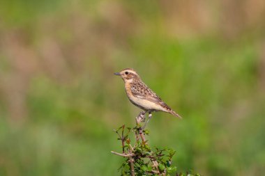 bird looking around  in woodland, Whinchat, Saxicola rubetra