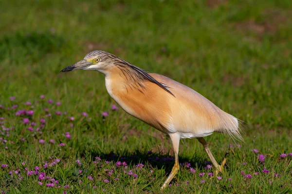 Duży Ptak Wodny Trawie Czapla Dymna Ardeola Ralloides — Zdjęcie stockowe