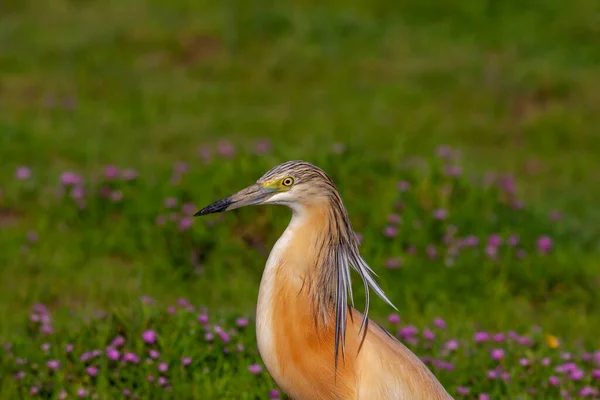Duży Ptak Wodny Trawie Czapla Dymna Ardeola Ralloides — Zdjęcie stockowe
