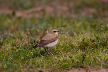 little bird watching on the grass, Northern Wheatear, Oenanthe oenanthe