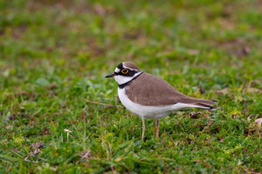 Türkiye 'nin doğasında Charadrius dubius (küçük halkalı yağmurluk) mevzilendirmesi