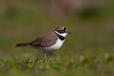 bird on the grass, Little Ringed Plover, Charadrius dubius