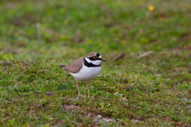 bird on the grass, Little Ringed Plover, Charadrius dubius
