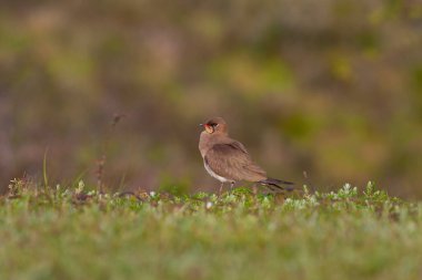 bird watching on the grass, Collared Pratincole, Glareola pratincola