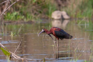 big water bird feeding in the pond, Glossy Ibis, Plegadis falcinellus