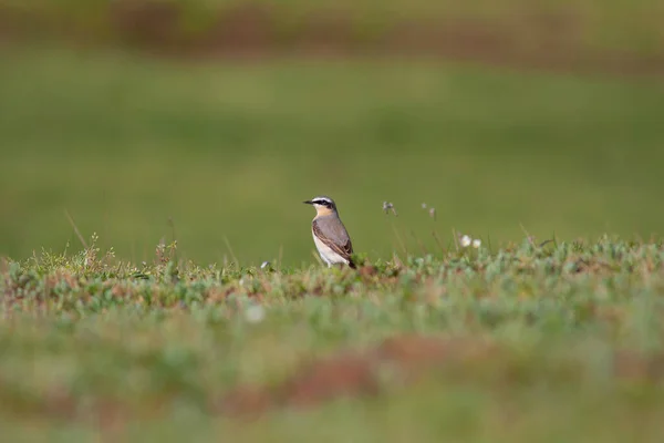 little bird watching on the grass, Northern Wheatear, Oenanthe oenanthe