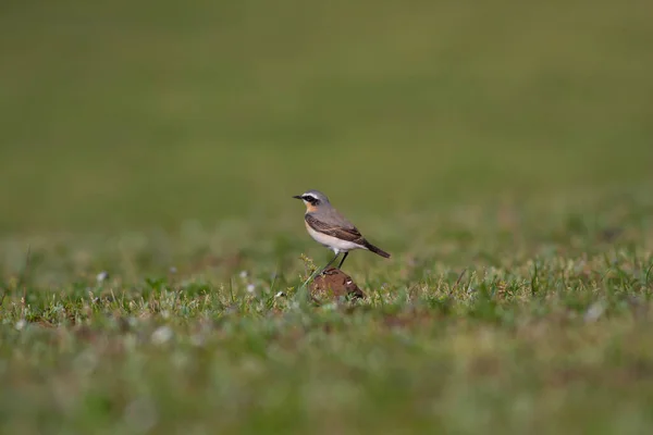 little bird watching on the grass, Northern Wheatear, Oenanthe oenanthe