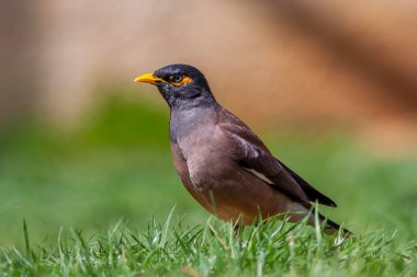 Çimenlerdeki kuş, Myna, Tristis Acridotheres
