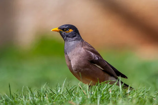 bird on the grass, Common Myna, Acridotheres tristis