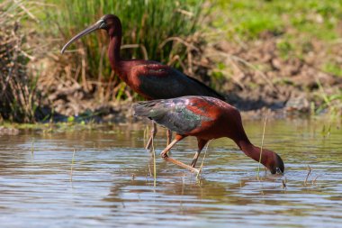 big water bird feeding in the pond, Glossy Ibis, Plegadis falcinellus