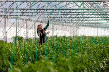 Erzincan, Turkey, August 2, 2022: growing pepper seedlings in greenhouse