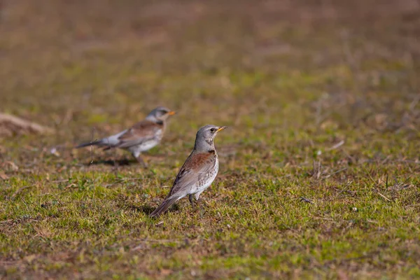 bird watching on the grass, Fieldfare, Turdus pilaris