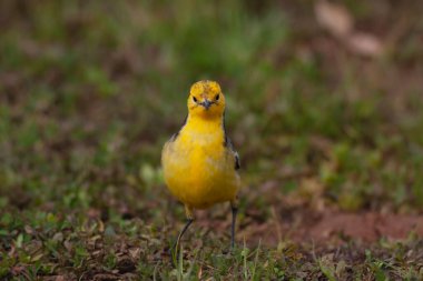 little bird on the grass, Citrine Wagtail, Motacilla citreola