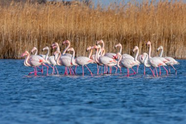 large waterfowl resting in the water, Greater Flamingo, Phoenicopterus roseus