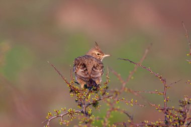 bird looking around  in woodland, Crested Lark, Galerida cristata