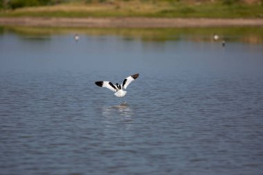 large black and white water bird, Pied Avocet, Recurvirostra avosetta