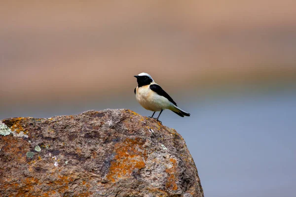 little bird watching around on the stone, Black-eared Wheatear, Oenanthe hispanica