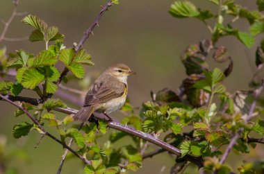 bird looking around  in woodland, Willow Warbler, Phylloscopus trochilus clipart