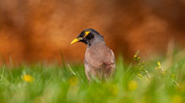 bird on the grass, Common Myna, Acridotheres tristis