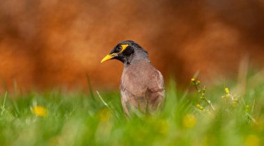 bird on the grass, Common Myna, Acridotheres tristis clipart