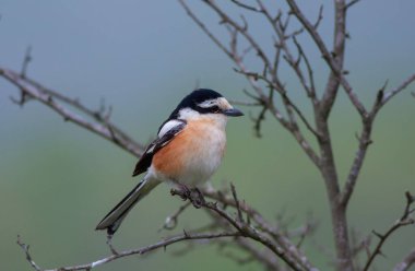 bird looking around  in woodland, Masked Shrike, Lanius nubicus clipart