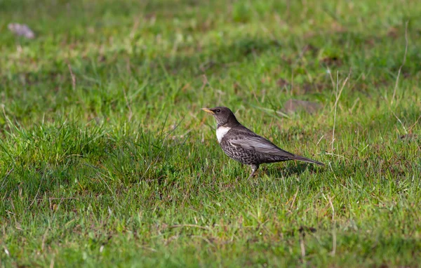 bird watching on the grass, Ring Ouzel, Turdus torquatus