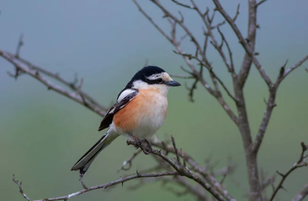 bird looking around  in woodland, Masked Shrike, Lanius nubicus