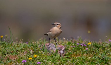 little bird watching on the grass, Northern Wheatear, Oenanthe oenanthe