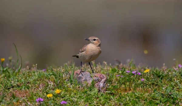 Little Bird Watching Grass Northern Wheatear Oenanthe Oenanthe — Stockfoto