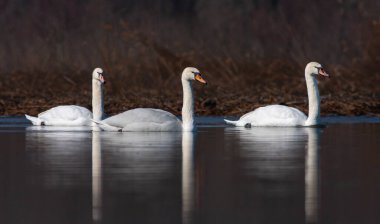 large waterfowl in its natural habitat, Mute Swan, Cygnus olor