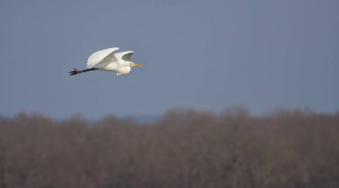 big water bird flying, Great Egret, Ardea alba