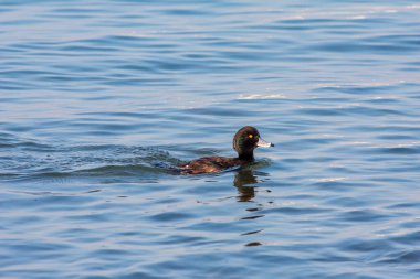 water bird in water, Tufted Duck, Aythya fuligula