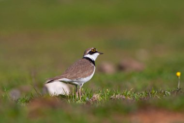bird on the grass, Little Ringed Plover, Charadrius dubius clipart