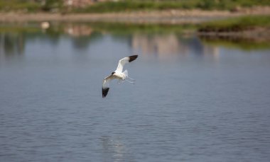 large black and white water bird, Pied Avocet, Recurvirostra avosetta