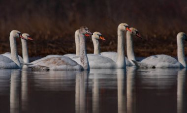 large waterfowl in its natural habitat, Mute Swan, Cygnus olor