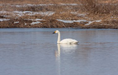 large waterfowl in its natural habitat, Tundra Swan, Cygnus columbianus