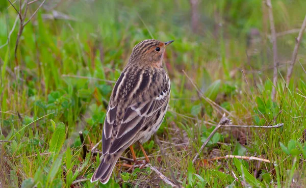 bird watching on the grass, Red-throated Pipit, Anthus cervinus