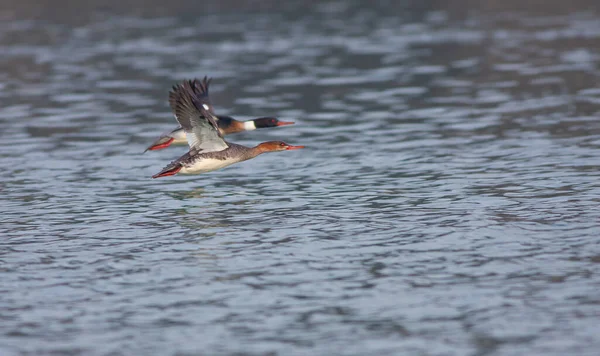 large water bird soaring in the air, Red-breasted Merganser, Mergus serrator