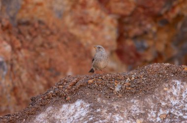 little bird watching on the ground, Alpine Accentor, Prunella collaris
