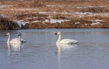 large waterfowl in its natural habitat, Tundra Swan, Cygnus columbianus