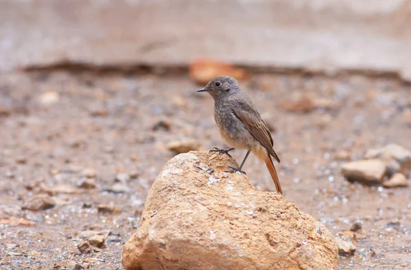 little bird watching around on the stone, Black Redstart, Phoenicurus ochruros