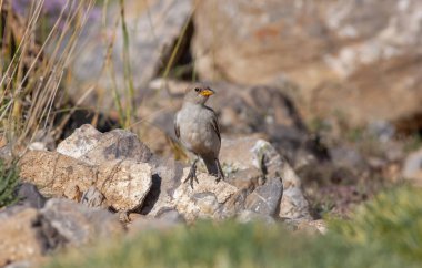 little bird watching on the ground, White-winged Snowfinch, Montifringilla nivalis
