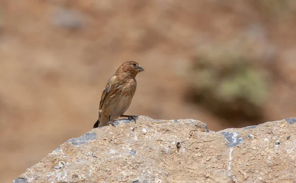 little bird watching on the ground, Red-fronted Serin, Serinus pusillus