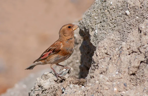 little bird watching on the ground, Eurasian Crimson-winged Finch, Rhodopechys sanguineus