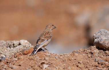 little bird watching on the ground, Common Linnet, Linaria cannabina