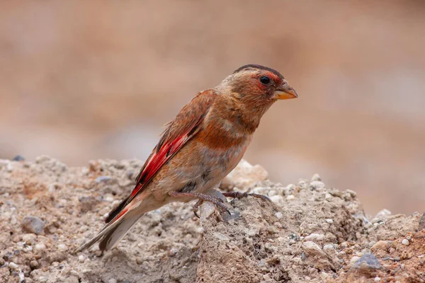 little bird watching on the ground, Eurasian Crimson-winged Finch, Rhodopechys sanguineus