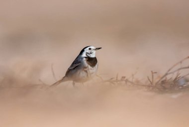 little bird watching on the ground, White Wagtail, Motacilla alba